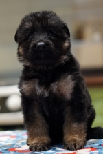 vom Trojangold, hodowla Owczarków Niemieckich Długowłosych