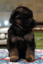 vom Trojangold, hodowla Owczarków Niemieckich Długowłosych