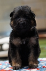 vom Trojangold, hodowla Owczarków Niemieckich Długowłosych