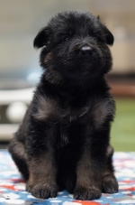 vom Trojangold, hodowla Owczarków Niemieckich Długowłosych