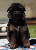 vom Trojangold, hodowla Owczarków Niemieckich Długowłosych