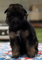 vom Trojangold, hodowla Owczarków Niemieckich Długowłosych