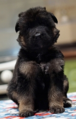 vom Trojangold, hodowla Owczarków Niemieckich Długowłosych