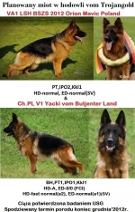 vom Trojangold, hodowla Owczarków Niemieckich Długowłosych