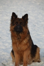 vom Trojangold, hodowla Owczarków Niemieckich Długowłosych