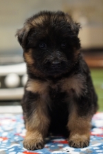 vom Trojangold, hodowla Owczarków Niemieckich Długowłosych