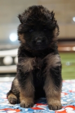 vom Trojangold, hodowla Owczarków Niemieckich Długowłosych