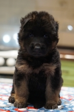 vom Trojangold, hodowla Owczarków Niemieckich Długowłosych