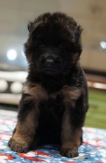 vom Trojangold, hodowla Owczarków Niemieckich Długowłosych