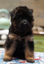 vom Trojangold, hodowla Owczarków Niemieckich Długowłosych