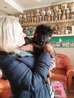 vom Trojangold, hodowla Owczarków Niemieckich Długowłosych