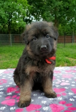 vom Trojangold, hodowla Owczarków Niemieckich Długowłosych