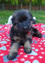 vom Trojangold, hodowla Owczarków Niemieckich Długowłosych