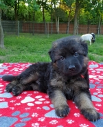 vom Trojangold, hodowla Owczarków Niemieckich Długowłosych