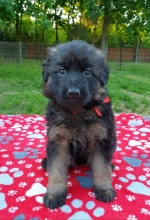 vom Trojangold, hodowla Owczarków Niemieckich Długowłosych