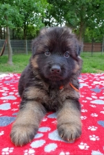 vom Trojangold, hodowla Owczarków Niemieckich Długowłosych