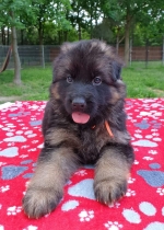 vom Trojangold, hodowla Owczarków Niemieckich Długowłosych