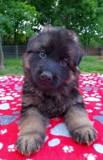 vom Trojangold, hodowla Owczarków Niemieckich Długowłosych