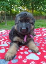 vom Trojangold, hodowla Owczarków Niemieckich Długowłosych