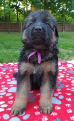 vom Trojangold, hodowla Owczarków Niemieckich Długowłosych