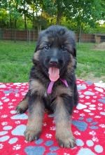 vom Trojangold, hodowla Owczarków Niemieckich Długowłosych