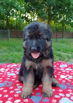 vom Trojangold, hodowla Owczarków Niemieckich Długowłosych