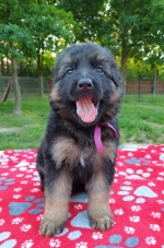 vom Trojangold, hodowla Owczarków Niemieckich Długowłosych