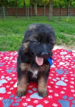 vom Trojangold, hodowla Owczarków Niemieckich Długowłosych