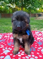 vom Trojangold, hodowla Owczarków Niemieckich Długowłosych