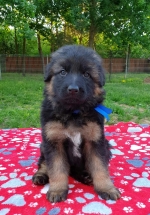 vom Trojangold, hodowla Owczarków Niemieckich Długowłosych