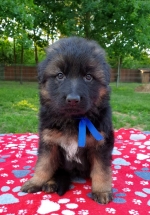 vom Trojangold, hodowla Owczarków Niemieckich Długowłosych