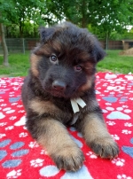 vom Trojangold, hodowla Owczarków Niemieckich Długowłosych