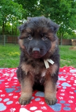 vom Trojangold, hodowla Owczarków Niemieckich Długowłosych