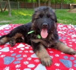 vom Trojangold, hodowla Owczarków Niemieckich Długowłosych