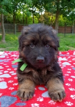 vom Trojangold, hodowla Owczarków Niemieckich Długowłosych