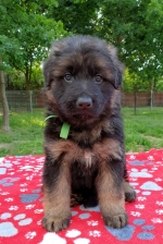 vom Trojangold, hodowla Owczarków Niemieckich Długowłosych