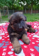 vom Trojangold, hodowla Owczarków Niemieckich Długowłosych