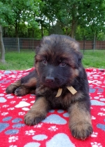 vom Trojangold, hodowla Owczarków Niemieckich Długowłosych