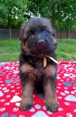 vom Trojangold, hodowla Owczarków Niemieckich Długowłosych