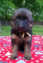 vom Trojangold, hodowla Owczarków Niemieckich Długowłosych