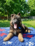 vom Trojangold, hodowla Owczarków Niemieckich Długowłosych