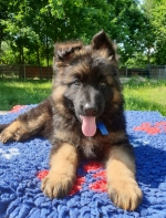 vom Trojangold, hodowla Owczarków Niemieckich Długowłosych