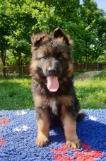 vom Trojangold, hodowla Owczarków Niemieckich Długowłosych