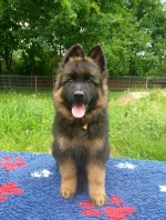 vom Trojangold, hodowla Owczarków Niemieckich Długowłosych