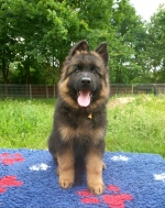 vom Trojangold, hodowla Owczarków Niemieckich Długowłosych