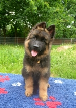 vom Trojangold, hodowla Owczarków Niemieckich Długowłosych