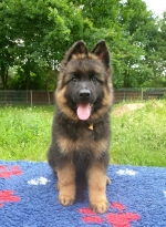 vom Trojangold, hodowla Owczarków Niemieckich Długowłosych