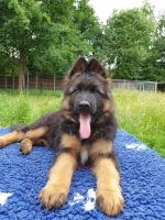 vom Trojangold, hodowla Owczarków Niemieckich Długowłosych