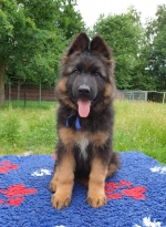 vom Trojangold, hodowla Owczarków Niemieckich Długowłosych