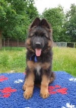 vom Trojangold, hodowla Owczarków Niemieckich Długowłosych